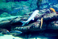 Monterey Bay Aquarium