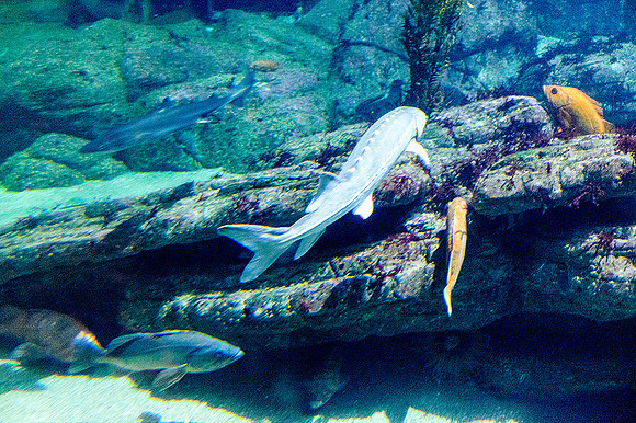 Monterey Bay Aquarium