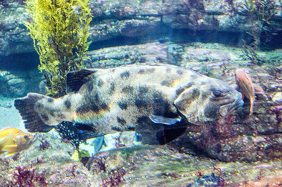 Monterey Bay Aquarium