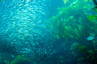 Monterey Bay Aquarium