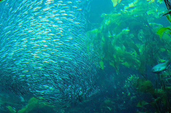 Monterey Bay Aquarium