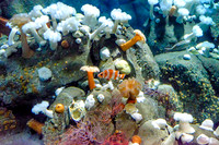 Monterey Bay Aquarium