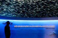 Monterey Bay Aquarium