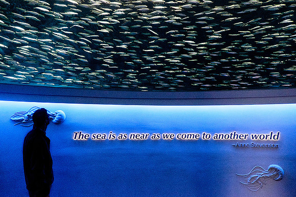 Monterey Bay Aquarium