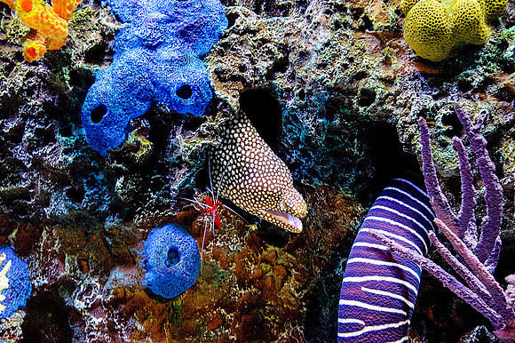 Monterey Bay Aquarium