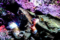 Monterey Bay Aquarium