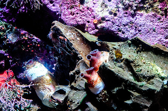 Monterey Bay Aquarium