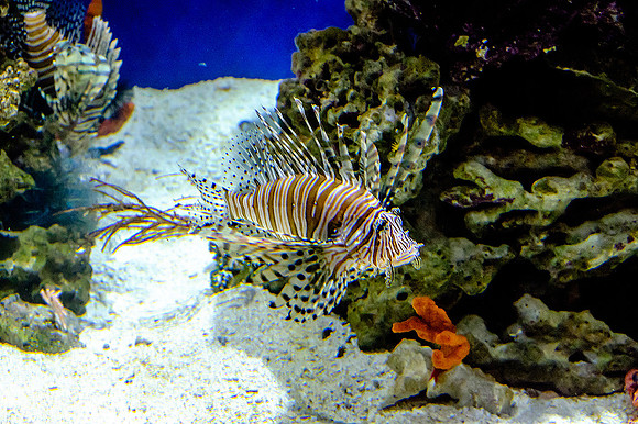 Monterey Bay Aquarium