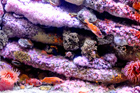 Monterey Bay Aquarium