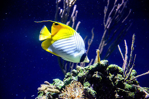 Monterey Bay Aquarium