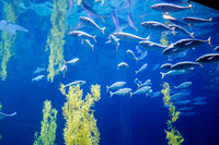 Monterey Bay Aquarium