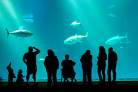 In the Aquarium