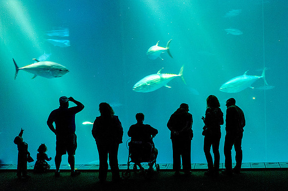 Monterey Bay Aquarium