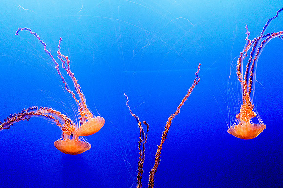 Monterey Bay Aquarium