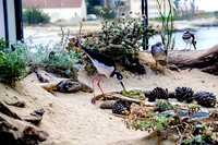 Monterey Bay Aquarium