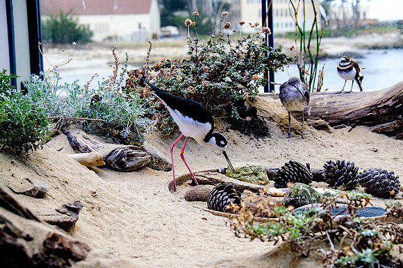 Monterey Bay Aquarium