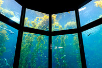 Monterey Bay Aquarium