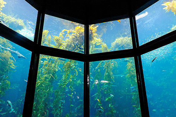 Monterey Bay Aquarium