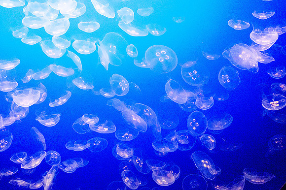 Monterey Bay Aquarium