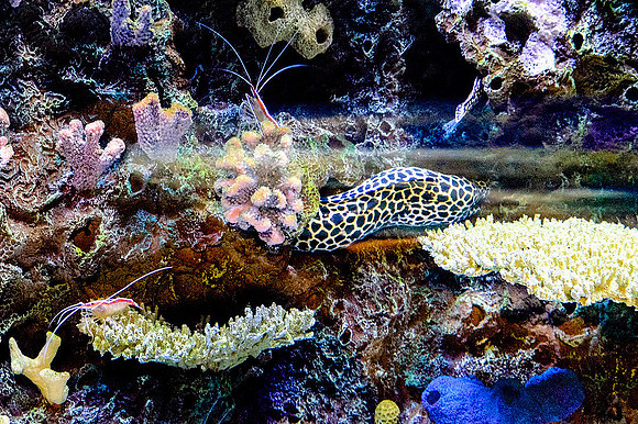 Monterey Bay Aquarium