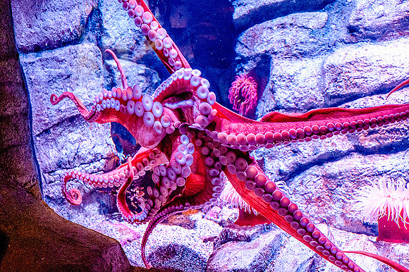 Monterey Bay Aquarium