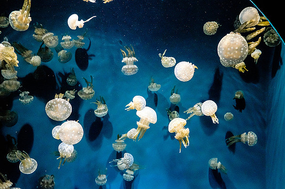 Monterey Bay Aquarium