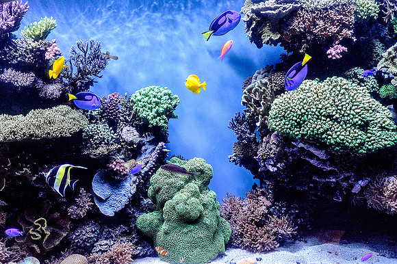 Monterey Bay Aquarium