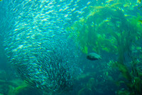 Monterey Bay Aquarium
