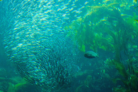 Monterey Bay Aquarium
