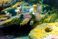 Monterey Bay Aquarium