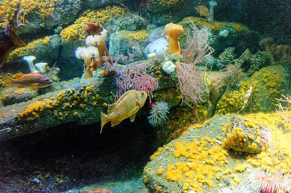 Monterey Bay Aquarium