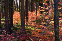 Fall in the Forest