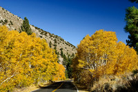 Aspens