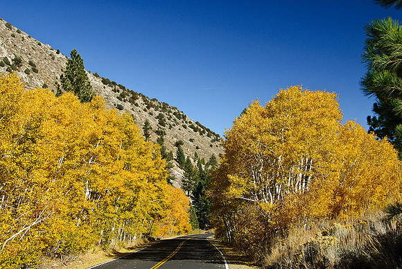 Aspens