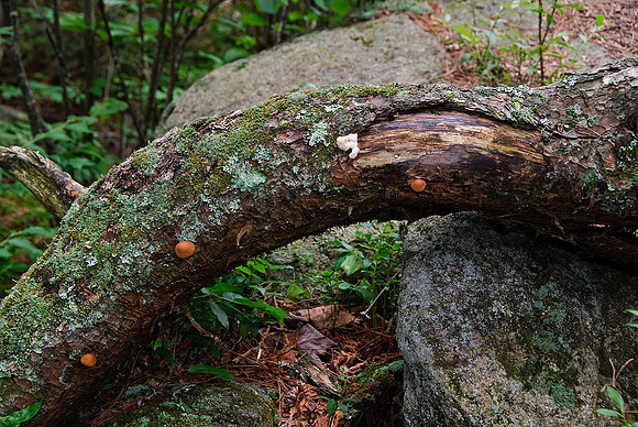 Adirondack State Park, NY