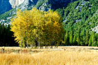 Cook's Meadow