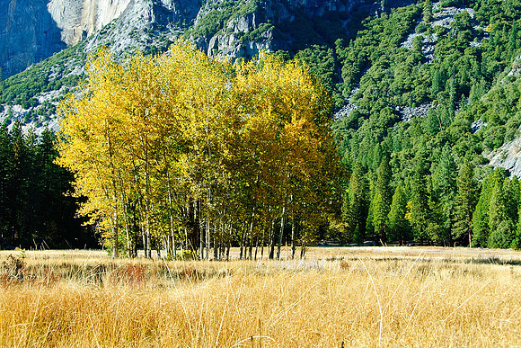 Cook's Meadow