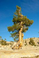 Olmsted Point