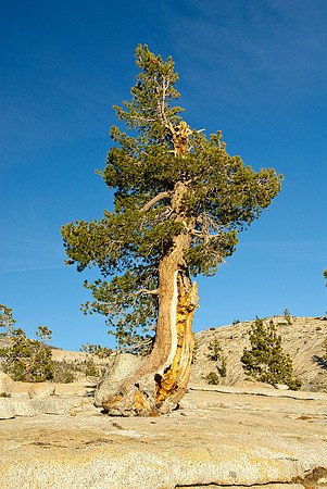 Olmsted Point