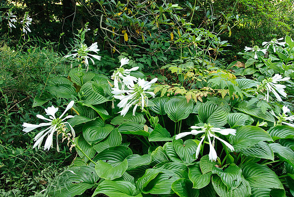 Ladew Gardens, Monkton, MD