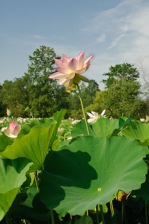 Lotus
