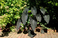 Ladew Gardens, Monkton, MD