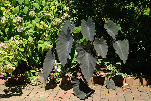 Ladew Gardens, Monkton, MD