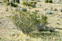 Red Rock Canyon, Las Vegas, NV