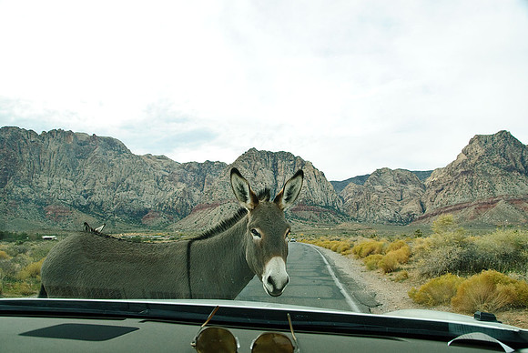 Red Rock Canyon, Las Vegas, NV