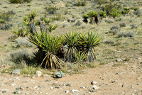 Red Rock Canyon, Las Vegas, NV