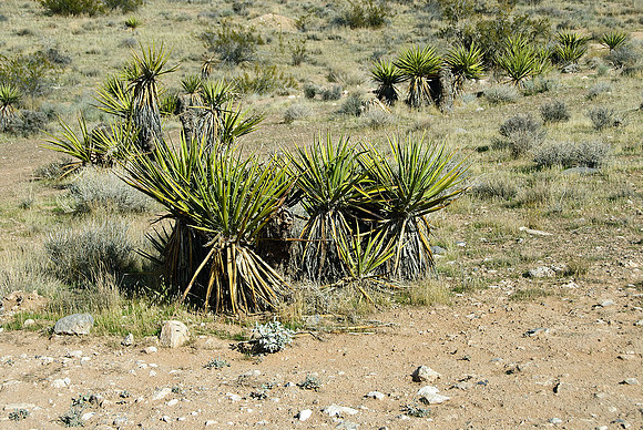 Red Rock Canyon, Las Vegas, NV