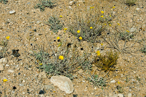 Red Rock Canyon, Las Vegas, NV