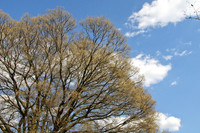 National Arboretum, Washington, DC