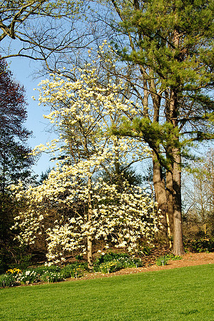 Brookside Gardens, Wheaton, MD